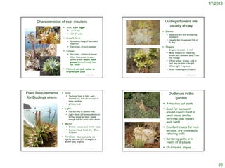 1/7/2013



                        Characteristics of ssp. insularis                                                                                                       Dudleya flowers are
                                          Size: a bit bigger
                                                                                                                                                                  usually showy
                                             ~ 1 ft tall                                                                                                      Blooms:
                                                1-2+ ft wide                                                                                                     Generally are mid-late spring-
                                                                                                                                                                   bloomers
                                          Growth form:
                                                                                                                                                                  Usually Apr-June even July in
                                              Spreading clump of succulent
                                                                                                                                                                   S. Bay
                                               rosettes
                                              Evergreen; dries in summer                                                                                      Flowers:
                                                                                                                                                                  In general small; < ¾ inch
                                          Foliage:
                                                                                                                                                                  Many flowers on flowering
                                              Succulent, cylindrical leaves
                                                                                                                                                                   stems held above or away from
                                              Color: blue-green to more                                                                                           the foliage
                                               yellow-green; usually more
                                                                                                                                                                  Often yellow, orange, pink or
                                               glaucus (white farina) than
                                                                                                                                                                   red; may be pale or bright
                                               ssp. hassei
                                                                                                                                                                  Often light fragrance
                                          Flowers: pale pink-yellow on                                                                                           Great hummingbird flowers!
 © 2003 BonTerra Consulting                 brighter pink stalk
                                                                  © Project SOUND                                                                                                    © Project SOUND




Plant Requirements                       Soils:                                                                                                                   Dudleyas in the
                                             Texture: best in light, well-
 for Dudleya virens                           drained soil, but can succeed in                                                                                        garden
                                              many gardens
                                             pH: any local                                                                                                    Attractive pot plants
                                         Light:                                                                                                               Good for succulent
                                             Full sun only in coastal area                                                                                     ground-covers (best in
                                             Light shade (afternoon shade) in
                                              hotter inland gardens; needs
                                                                                                                                                                small areas; smaller
                                              enough sun for good color, shape      http://www.smgrowers.com/products/plants/plantdisplay.asp?plant_id=2987     varieties (spp. hassei)
                                                                                                                                                                work best)
                                         Water:
                                             Winter: needs good winter rains                                                                                  Excellent choice for rock
                                             Summer: keep fairly dry – Zone                                                                                    gardens, dry-stone walls,
                                              1-2 best
                                                                                                                                                                retaining walls
                                         Fertilizer: likes poor soils; can
                                           lightly fertilize (1/5 strength) in                                                                                 Bordering paths or in
                                           winter (esp. in pots)                                                                                                fronts of dry beds
© 2005 BonTerra Consulting                                        © Project SOUND                                                                              On hillsides, slopes © Project SOUND




                                                                                                                                                                                                            20
 