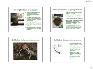 1/7/2013




   Growing Dudleyas in containers                                                                                Other considerations for growing Dudleyas
                                                                     Dudleyas grow well in pots and                                                                                      Bright light is integral to the proper
                                                                      make excellent outdoor                                                                                               growth of this genus.
                                                                      specimens in Mediterranean                                                                                             Plants grown in low-light will lose their
                                                                      climates.                                                                                                               color, grow tall and spindly and will
                                                                                                                                                                                              eventually die.
                                                                     Potting soil should be very well-
                                                                      draining; amend potting soils with                                                                                     Most Dudleyas make poor houseplants
                                                                      sharp sand and pumice to insure
                                                                      good drainage.                                                                                                      Most Dudleyas do best with moderate
                                                                                                                                                                                           temperatures - protect from
                                                                     Watering: treat as Zone 2;                                                                                           blistering afternoon heat, frosts
                                                                      monitor carefully in hot weather                                                                                     (particularly if in pots)
                                                                     Light: afternoon shade or bright                                                                                    Potting soil should be very well-
                                                                      shade best                                                                                                           draining; use a cactus mix or amend
   Dudleya farinosa
                                                                     Propagation: easiest by removing                                                                                     available soils with sharp sand and
                                                                      rooted offsets (pups), but can be                                                                                    pumice to insure good drainage.
                                                                      from seed
                                                                                          © Project SOUND                                                                                                               © Project SOUND




Chalk Dudleya – Dudleya pulverulenta ssp. pulverulenta                                                               Chalk Dudleya – Dudleya pulverulenta ssp. pulverulenta

                                                                                                                                                                                                   Coastal regions from
                                                                                                                                                                                                    San Luis Obispo south
                                                                                                                                                                                                    into Baja
                                                                                                                                                                                                   Locally in Santa Monica
                                                                                                                                                                                                    Mtns., western San
                                                                                                                                                                                                    Gabriels
                                                                                                                                                                                                   Rocky cliffs and
                                                                                                                                                                                                    canyons below 3000
                                                                                                                                                                                                    feet
                                                                                                            http://ucjeps.berkeley.edu/cgi-bin/get_JM_treatment.pl?3284,3295,3327,3329
                                                                                                                                                                                                   Coastal sage scrub,
                                                                                                                                                                                                    chaparral

   http://www.researchlearningcenter.com/bloom/species/Dudleya_pulverulenta.htm
                                                                                          © Project SOUND                                                                                                               © Project SOUND




                                                                                                                                                                                                                                               21
 