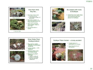 1/7/2013




                                                                      Give them what                                                                                                 Be creative with rocks
                                                                        they like…                                                                                                        & Dudleyas

                                                                   Plant them in/near rocks                                                                                          Sometimes man-made stone
 http://www.flickr.com/photos/eastbaywilds/241664905/                 Naturally occurring                                                                                             structures are perfect
                                                                      Local boulders brought in to
                Dudleya pulverulenta
                                                                       add interest
                                                                                                                                                                                       places for Dudleyas
                                                                   Plant them on slopes – or
                                                                                                           http://img4.sunset.com/i/2009/04/dream-gardens-stone-seat-l.jpg



                                                                    plant the rosette at an angle
                                                                    rather than horizontal
                                                                   Water only occasionally
                                                                    during summer – Zone 1-2
                                                                    about right
                                                                   No overhead water in
                                                                    summer
    http://www.flickr.com/photos/93452909@N00/191287029/


                                                                                                                                                                                            http://www.marrsandersen.com/California-plants/California-
                      D. virens ssp. hassei                                           © Project SOUND
                                                                                                        http://www.flickr.com/photos/eastbaywilds/241665013/in/photostream/                 plants-Pages/Image28.html              © Project SOUND




                                                                    Silver Dollar Plant
                                                                                                                Dudleya ‘Palos Verdes’ – a lucky accident
                                                                     Dudleya brittonii
                                                                                                                                                                                       Probably hybrid : D.
                                                                   Baja native; widely                                                                                                 pulverulenta X D. brittonii
                                                                    available in native plant
                                                                    nurseries                                                                                                          Good characteristics of
                                                                                                                                                                                        both parents
                                                                   Large rosette - > 1 ft.
                                                                    diameter
http://www.hotgardens.net/succulent_cactus_gallery.htm

                                                                   Brilliant white color;
                                                                    extremely showy
                                                                   Requires excellent
                                                                    drainage:
                                                                       Sandy or rocky soil
                                                                       Niches in rock walls
                                                                       Clay pots with well-
                                                                        drained soil
                                                                                                           http://www.smgrowers.com/products/plants/plantdisplay.asp?plant_id=3232
                                                                                      © Project SOUND                                                                                                                             © Project SOUND
 http://image54.webshots.com/154/5/90/28/539959028nsjBLY_fs.jpg




                                                                                                                                                                                                                                                              23
 