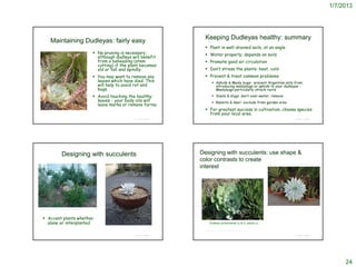 1/7/2013




                                                                                                                                     Keeping Dudleyas healthy: summary
              Maintaining Dudleyas: fairly easy
                                                                                                                                      Plant in well-drained soils, at an angle
                                                               No pruning is necessary,                                              Water properly; depends on soils
                                                                although dudleya will benefit
                                                                from a beheading (stem                                                Promote good air circulation
                                                                cutting) if the plant becomes
                                                                old or tall and spindly.                                              Don’t stress the plants: heat, cold
                                                               You may want to remove any                                            Prevent & treat common problems:
                                                                leaves which have died. This                                                   Aphids & Mealy bugs: prevent Argentine ants from
                                                                will help to avoid rot and                                                      introducing mealybugs or aphids to your dudleyas -
                                                                bugs.                                                                           Mealybugs particularly attack roots
                                                               Avoid touching the healthy                                                     Snails & slugs: don’t over-water; remove
                                                                leaves - your body oils will                                                   Rabbits & deer: exclude from garden area
                                                                leave marks or remove farina.
                                                                                                                                      For greatest success in cultivation, choose species
                                                                                                                                       from your local area.
                                                                                                          © Project SOUND                                                                     © Project SOUND




                             Designing with succulents                                                                             Designing with succulents: use shape &
                                                                                                                                   color contrasts to create
                                                                                                                                   interest




http://picasaweb.google.com/lh/photo/gXhU4_V-Hhg78Lwpg9OOZQ




     Accent plants whether
      alone or interplanted                                                                                                               Dudleya pulverulenta (l) & D. edulis (r)
                                                                     http://picasaweb.google.com/lh/photo/iiUK9e2RW16pM8msvsmB4g


                                                                                                                                     http://www.flickr.com/photos/72544341@N00/2310150657


                                                                                                          © Project SOUND                                                                     © Project SOUND




                                                                                                                                                                                                                     24
 
