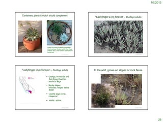 1/7/2013



           Containers, plants & mulch should complement
                                                                                                                                 *Ladyfinger Live-forever – Dudleya edulis




                                                                            Native succulents Dudleya pulverulenta
                                                                            (chalk dudleya) Dudleya edulis (San Diego
                                                                            dudleya) and a small Sedum spathulifolium
                                                                            (stonecrop)
http://lasmmcnps.org/images/Dudleya%20pulverulenta%202.JPG
                                                                                                                               © 2000 Salvatore Zimmitti
                                                                                                   © Project SOUND                                                                                                          © Project SOUND




         *Ladyfinger Live-forever – Dudleya edulis                                                                            In the wild, grows on slopes or rock faces

                                                                            Orange, Riverside and
                                                                             San Diego Counties
                                                                             south to Baja
                                                                            Rocky slopes,
                                                                             hillsides, ledges below
                                                                             4000’
                                                                            coastal sage scrub,
                                                                             chaparral

                                                                            edulis : edible
   http://ucjeps.berkeley.edu/cgi-bin/get_JM_treatment.pl?3284,3295,3319


                                                                                                                                          http://www.kenbowles.net/sdwildflowers/FamilyIndexes/Crassulaceae/FotoIndex.htm


                                                                                                   © Project SOUND                                                                                                          © Project SOUND
                                                                                                                        http://www.miriameaglemon.com/photogallery/Plants.htm




                                                                                                                                                                                                                                                   25
 