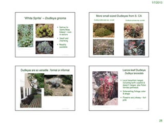 1/7/2013



                                                                                                                                                                          More small-sized Dudleyas from S. CA
                     ‘White Sprite’ – Dudleya gnoma                                                                                                                Dudleya attenuata ssp. orcuttii                                    Dudleya cymosa ssp. pumila



                                                                                                                                         Native to
                                                                                                                                          Santa Rosa
                                                                                                                                          Island – rare
                                                                                                                                          in nature
                                                                                                                                                                 © 2006 Steve Matson

                                                                                                                                         Small and
                                                                                                                                                                                                                                    © 2006 Steve Matson
                                                                   http://commons.wikimedia.org/wiki/Dudleya_greenei



                                                                                                                                          charming
                                                                                                                                         Readily
                                                                                                                                          available
http://www.desert-
tropicals.com/Plants/Crassulaceae/Dudleya_gno
ma.html




                                                                                                                                                                 © 2006 Vince Scheidt
                                                                   http://www.yerbabuenanursery.com/viewplant.php?pid=1531                    © Project SOUND                                                                                             © Project SOUND




         Dudleyas are so versatile : formal or informal                                                                                                                                                                           Lance-leaf Dudleya
                                                                                                                                                                                                                                   Dudleya lanceolata

                                                                                                                                                                                                                                 Local mountain ranges
                                                                                                                                                                                                                                  including both coastal &
                                                                                                                                                                                                                                  desert ranges; also Palos
                                                                                                                                                                                                                                  Verdes peninsula
                                                                                                                                                                                                                                 Interesting foliage color
                                                                                                                                                                                                                                  & shape
                                                                                                                                                                                                                                 Flowers very showy – hot
                                                                                               http://kristamaxwell.com/garden/photos2.html




                                                                                                                                                                                                                                  pink

                                                                                                                                                                http://kristamaxwell.com/garden/photos2.html

                                                                                                                                                                 http://www.calflora.net/bloomingplants/lanceleafdudleya.html
       http://www.ecosalon.com/wp-content/uploads/2009/04/more-showcase-2009-023-341x455.jpg                                                  © Project SOUND                                                                                             © Project SOUND




                                                                                                                                                                                                                                                                                 28
 