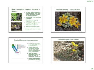 1/7/2013




Have a sunny spot, clay soil? Consider a                                                                                          *Broadleaf Stonecrop – Sedum spathulifolium
Sedum
                                                                         The genus Sedum is composed of
                                                                          around 400 species native mainly
                                                                          to rocky, mountainous regions of
                                                                          the Northern Hemisphere
                                                                         Sedum belongs to the plant family
                                                                          Crassulaceae

http://www.villagegreenperennialnursery.com/images/sedums.jpg
                                                                         Many sedums are easygoing,
                                                                          adaptable, and hardy
                                                                         Generally they prefer full sun or
                                                                          light shade and moderately
                                                                          fertile, well-drained soil.
                                                                         Most need some summer water

                                                                        We have a cute little Sedum from the San
© 2008 Matt Below                                                       Gabriel Mtns                                         © 2003 Tim Sullivan


                                                                                                   © Project SOUND                                                             © Project SOUND




             *Broadleaf Stonecrop – Sedum spathulifolium                                                                                  A pleasant surprise in San Gabriels


                                                                               From the San Bernardino
                                                                                and San Gabriel Mountains
                                                                                to British Columbia
                                                                                  Coastal cliffs, rocky
                                                                                  outcroppings and north
                                                                                  and east facing slopes,
                                                                                  often in somewhat shaded
                                                                                  places, to about 7500’
                                                                               Spring fed seeps or
                                                                                rainfall moist much of our
                                                                                winter and spring. In
                                                                                summer they are bone dry.
http://ucjeps.berkeley.edu/cgi-bin/get_JM_treatment.pl?3284,3347,3366          Common companion plants
                                                                                are mosses and liverworts.
                                                                                                                     http://socalbutterflies.com/plants_html/sedum_spath.htm
                                                                                                   © Project SOUND                                                             © Project SOUND




                                                                                                                                                                                                      29
 
