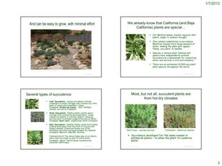 1/7/2013




  And can be easy to grow, with minimal effort                                                          We already know that California (and Baja
                                                                                                             California) plants are special…

                                                                                                                                          Our Mediterranean climate requires that
                                                                                                                                           plants adapt to summer drought.
                                                                                                                                          One common adaptations is succulence.
                                                                                                                                           Modified tissues store large amounts of
                                                                                                                                           water, making the plant part appear
                                                                                                                                           fleshy, succulent, or swollen.
                                                                                                                                          Species in various plant families and
                                                                                                                                           genera have independently evolved
                                                                                                                                           succulence as a mechanism for conserving
                                                                                                                                           water and survival in arid environments.
                                                                                                                                          There are an estimated 10,000 succulent
                                                                                                                                           plant species throughout the world
   http://www.ci.poway.ca.us/Modules/ShowImage.aspx?imageid=1146


                                                                              © Project SOUND                                                                               © Project SOUND




Several types of succulence:                                                                                      Most, but not all, succulent plants are
                                                                                                                          from hot dry climates
                                         Leaf Succulents: Leaves are almost entirely
                                          composed of water storage cells covered by a thin
                                          layer of green photosynthetic tissue.
                                          Examples: Stonecrop family - Aloe, Dudleya,
                                          Sedum, non-native Iceplants
                                         Stem Succulents: Fleshy stems contain water
                                          storage cells overlaid by photosynthetic tissue.
                                          Leaves are almost or entirely absent, reducing
                                          surface area to prevent evaporative loss of water.
                                          Examples: most cacti, Euphorbias; Giant Coreopsis.
                                         Root Succulents: Swollen fleshy roots store water
                                          underground away from the heat of the sun and
                                          hungry animals. Stems and leaves are often
                                          deciduous and shed during prolonged dry seasons.            Salty Susan - Jaumea carnosa                     Pickleweed - Salicornia virginica
                                          Examples: Manroot (Marah), Abronia, .
                                          Combinations of the above types may occur where                  Succulence developed for the same reason in
                                          more than one organ is used to store water.                       saltmarsh plants – to allow the plant to conserve
                                          Examples: Agave, Heliotropium curassavicum                        water
                                          (Seaside Heliotrope)
                                                                              © Project SOUND   http://www.sanelijo.org/saltmarsh.html                                      © Project SOUND




                                                                                                                                                                                                    3
 