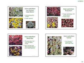 1/7/2013




                                                                                                               Sedum spathulifolium                                                                                                              Sedum spathulifolium
                                                                                                                  ssp. pruinosum                                                                                                                   ‘Purpureum’
                                                                                                                 ‘Cape Blanco’
                                                                                                                                                                                                                                                Purple-red foliage, with
                                                                                                                Outstanding white                                                                                                               white centers
 http://www.rainyside.com/features/plant_gallery/nativeplants/Sedum_spathulifoliumCapeBlanco.html
                                                                                                                 foliage                       http://www.rainyside.com/features/plant_gallery/perennials/Sedum_spathulifoliumPurpureum.html
                                                                                                                                                                                                                                                Really showy!
                                                                                                                Dense rosettes




                                                                                                                             © Project SOUND                                                                                                                    © Project SOUND
https://appserver1.kwantlen.ca/apps/plantid/plantid.nsf/lookup/4572A7F6E488932B88256F020064A798?OpenDocument                                   http://www.findmeplants.co.uk/plant-sedum--spathulifolium-2064.aspx




                                                                                                               Sedum spathulifolium                                                                                                              Sedum spathulifolium
                                                                                                                  ‘Blood Red’                                                                                                                        ‘Carnea’

                                                                                                          The name says it all –                                                                                                                  Cute little guy (< 6
                                                                                                           truly red tipped                                                                                                                         inches) with pink-
                                                                                                           foliage                                                                                                                                  purple tinged foliage

                                                                                                          Nice contrast with
                                                                                                           white foliage plants or
                                                                                                           pink-flowering plants




                                                                                                                             © Project SOUND      http://www.forestfarm.com/product.php?id=4255                                                                 © Project SOUND




                                                                                                                                                                                                                                                                                       31
 