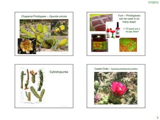 1/7/2013




          Chaparral Pricklypear – Opuntia oricola                                                                                                                                                                                                Yum – Pricklypears
                                                                                                                                                                                                                                                  can be used in so
                                                                                                                                                                                                                                                    many ways!

                                                                                                                                                                                                                                                                  I’ll send out a
                                                                                                                                                           http://farm3.static.flickr.com/2391/2383907636_378192341a.jpg?v=0
                                                                                                                                                                                                                                                                   recipe sheet




      http://commons.wikimedia.org/wiki/Opuntia_oricola
                                                                                                                                                               http://www.arizonagift.com/convention_mini_gifts.htm
                                                               http://www.researchlearningcenter.com/bloom/species/Opuntia_oricola.htm
                                                                                                                                         © Project SOUND                                                                       http://www.sacatomato.com/2008/06/cooking_with_diana_kennedy.html © Project SOUND




                                                                                                                                                                        Coastal Cholla – Cylindropuntia/Optuntia prolifera
                                                                                                              Cylindropuntia




                                                                                                                                                                         © 2004 Vince Scheidt


http://commons.wikimedia.org/wiki/File:Opuntia4_filtered.jpg                                                                             © Project SOUND                                                                                                                                     © Project SOUND




                                                                                                                                                                                                                                                                                                                         5
 