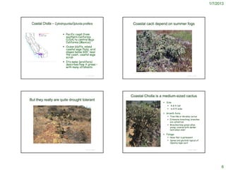 1/7/2013




          Coastal Cholla – Cylindropuntia/Optuntia prolifera                                                                          Coastal cacti depend on summer fogs

                                                                                    Pacific coast from
                                                                                     southern California
                                                                                     (USA) to central Baja
                                                                                     California (Mexico)
                                                                                    Ocean bluffs, inland
                                                                                     coastal sage flats, arid
                                                                                     slopes below 600' near
                                                                                     the coast, coastal sage
                                                                                     scrub
http://ucjeps.berkeley.edu/cgi-bin/get_JM_treatment.pl?2702,2726,2749
                                                                                    It’s name (prolifera)
                                                                                     describes how it grows –
                                                                                     with many offshoots
                                                                                                                                     Gary A. Monroe @ USDA-NRCS PLANTS Database


                                                                                                     © Project SOUND                                                                                     © Project SOUND




                                                                                                                                 Coastal Cholla is a medium-sized cactus
     But they really are quite drought tolerant
                                                                                                                                                                                   Size:
                                                                                                                                                                                      4-8 ft tall
                                                                                                                                                                                        to 8 ft wide

                                                                                                                                                                                   Growth form:
                                                                                                                                                                                      Tree-like or shrubby cactus
                                                                                                                                                                                      Extensive branching; branches
                                                                                                                                                                                       are cylindrical
                                                                                                                                                                                      Branches blue-green when
                                                                                                                                                                                       young; covered with darker
                                                                                                                                                                                       bark when older

                                                                                                                                                                                   Foliage:
                                                                                                                                                                                      None that is permanent
                                                                                                                                                                                      Spines and glochids typical of
              http://www.researchlearningcenter.com/bloom/species/Opuntia_prolifera.htm
                                                                                                                                                                                       Opuntia-type cacti

                                                                                                                       © 2004 Vince Scheidt

                                                                                                     © Project SOUND                                                                                     © Project SOUND




                                                                                                                                                                                                                                 6
 