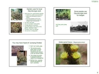 1/7/2013



                                                                                Garden uses for local
                                                                                 Opuntia-type cacti                                                                                                 Some people use
                                                                       Good choice for coastal habitat gardens                                                                                     Opuntia-type cacti
                                                                              Habitat for coastal cactus wren (rare)
                                                                              Insects and hummingbirds drawn to
                                                                                                                                                                                                       for hedges
                                                                               flowers
                                                                              Birds and mammals eat the fruits
                                                                              Some mammals/lizards actually live          http://www.backtonatives.org/nativelandscapes.htm
 http://www.cnr.vt.edu/DENDRO/dendrology/Syllabus2/factshee
 t.cfm?ID=792                                                                  in/near to cacti for protection
                                                                       For their food value
                                                                       In a cactus/desert style garden
                                                                                                                           And they work pretty
                                                                       In large planters/containers
                                                                                                                           well
                                                                       As accent plants in dry areas of the
                                                                        garden – placement is key
                                                                       Excellent choice for hillsides
                                                                       As a barrier or hedge plant

                                                                                                         © Project SOUND                                                       http://content.ci.pomona.ca.us/cdm4/item_viewer.php?CISOROOT=/Frasher&CISOPTR=6863&CISOBOX=1&REC=20
                                                                                                                                                                                                                                                        © Project SOUND
 http://www.researchlearningcenter.com/bloom/species/Opuntia_prolifera.htm




          You may have heard of ‘Jumping Chollas’                                                                                         Golden-spined Cereus – Bergerocactus emoryi

                                                                                       Don’t not really jump.
                                                                                       The barbed spines
                                                                                        allow them to seize
                                                                                        the passer-by and
                                                                                        "disarticulate readily"
                                                                                        from the mother plant.
                                                                                       This allows the plant
       http://www.graci.com/photoday.htm
                                                                                        to spread widely by
                                                                                        vegetative propagation
                                                                                       Bottom line: consider
                                                                                        garden placement of
                                                                                        cacti carefully
                                                                                                                                           © 2006 Vince Scheidt


                                                                                                         © Project SOUND                                                                                                                           © Project SOUND
http://home-and-garden.webshots.com/photo/1053071767036424719YtiPgK




                                                                                                                                                                                                                                                                                           8
 