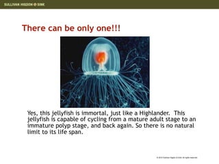 There can be only one!!!




 Yes, this jellyfish is immortal, just like a Highlander. This
 jellyfish is capable of cycling from a mature adult stage to an
 immature polyp stage, and back again. So there is no natural
 limit to its life span.



                                                 © 2010 Sullivan Higdon & Sink. All rights reserved.
 