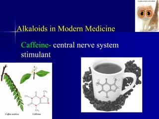 Alkaloids in Modern Medicine
Caffeine- central nerve system
stimulant
 