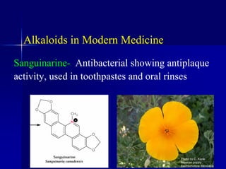 Alkaloids in Modern Medicine
Sanguinarine- Antibacterial showing antiplaque
activity, used in toothpastes and oral rinses
 