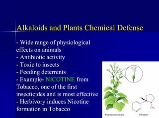 Alkaloids and Plants Chemical Defense
- Wide range of physiological
effects on animals
- Antibiotic activity
- Toxic to insects
- Feeding deterrents
- Example- NICOTINE from
Tobacco, one of the first
insecticides and is most effective
- Herbivory induces Nicotine
formation in Tobacco
 