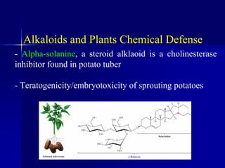 Alkaloids and Plants Chemical Defense
- Alpha-solanine, a steroid alklaoid is a cholinesterase
inhibitor found in potato tuber
- Teratogenicity/embryotoxicity of sprouting potatoes
 