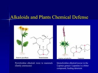 Alkaloids and Plants Chemical Defense
Pyrrolizidine alkaloid- toxic to mammals
(family asteraceae)
Quinolizidine alkaloid (occur in the
Lupinus genus)- Lupanine is a bitter
compound, feeding deterrent
 