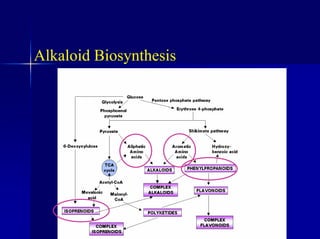 Alkaloid Biosynthesis
 
