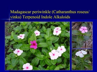 Madagascar periwinkle (Catharanthus roseus/
vinka) Terpenoid Indole Alkaloids
 