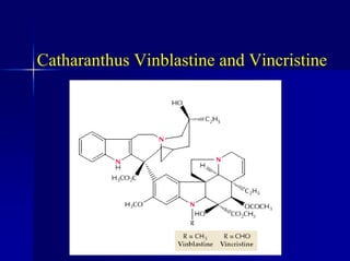 Catharanthus Vinblastine and Vincristine
 