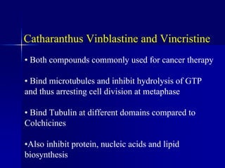 Catharanthus Vinblastine and Vincristine
• Both compounds commonly used for cancer therapy
• Bind microtubules and inhibit hydrolysis of GTP
and thus arresting cell division at metaphase
• Bind Tubulin at different domains compared to
Colchicines
•Also inhibit protein, nucleic acids and lipid
biosynthesis
 