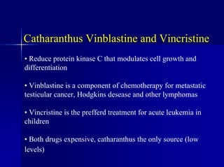 Catharanthus Vinblastine and Vincristine
• Reduce protein kinase C that modulates cell growth and
differentiation
• Vinblastine is a component of chemotherapy for metastatic
testicular cancer, Hodgkins desease and other lymphomas
• Vincristine is the prefferd treatment for acute leukemia in
children
• Both drugs expensive, catharanthus the only source (low
levels)
 