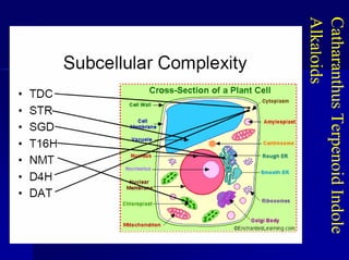 Catharanthus
Terpenoid
Indole
Alka
l
oids
 
