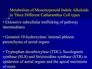 Metabolism of Monoterpenoid Indole Alkaloids
in Three Different Catharanthus Cell types
• Extensive subcellular trafficking of pathway
intermediates
• Geraniol 10-hydroxylase: internal phloem
parenchyma of aerial organs
• Tryptophan decarboxylase (TDC), Secologanin
synthase (SLS) and Strictosidine synthase (STR) to
epidermis of aerial organs and the apical meristems
of roots
 