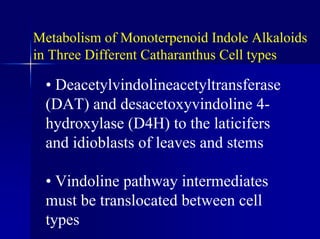 Metabolism of Monoterpenoid Indole Alkaloids
in Three Different Catharanthus Cell types
• Deacetylvindolineacetyltransferase
(DAT) and desacetoxyvindoline 4-
hydroxylase (D4H) to the laticifers
and idioblasts of leaves and stems
• Vindoline pathway intermediates
must be translocated between cell
types
 