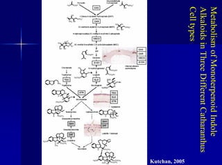 Metabolism
of
Monoterpenoid
Indole
Alkaloids
in
Three
Different
Catharanthus
Cell
types
Kutchan, 2005
 