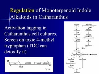Regulation of Monoterpenoid Indole
Alkaloids in Catharanthus
Activation tagging in
Catharanthus cell cultures.
Screen on toxic 4-methyl
tryptophan (TDC can
detoxify it)
 
