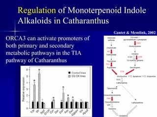 Regulation of Monoterpenoid Indole
Alkaloids in Catharanthus
Gantet & Memlink, 2002
ORCA3 can activate promoters of
both primary and secondary
metabolic pathways in the TIA
pathway of Catharanthus
 