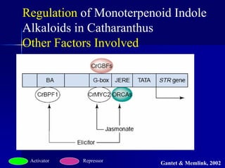 Regulation of Monoterpenoid Indole
Alkaloids in Catharanthus
Other Factors Involved
Activator Repressor
Gantet & Memlink, 2002
 
