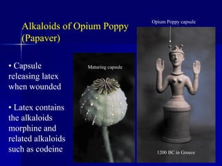 Alkaloids of Opium Poppy
(Papaver)
Maturing capsule
Opium Poppy capsule
• Capsule
releasing latex
when wounded
• Latex contains
the alkaloids
morphine and
related alkaloids
such as codeine 1200 BC in Greece
 