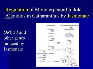 Regulation of Monoterpenoid Indole
Alkaloids in Catharanthus by Jasmonate
ORCA3 and
other genes
induced by
Jasmonate
 