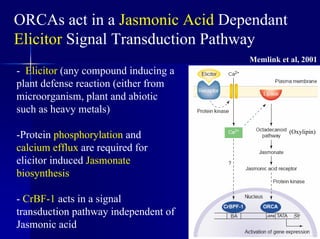 ORCAs act in a Jasmonic Acid Dependant
Elicitor Signal Transduction Pathway
Memlink et al, 2001
- Elicitor (any compound inducing a
plant defense reaction (either from
microorganism, plant and abiotic
such as heavy metals)
-Protein phosphorylation and
calcium efflux are required for
elicitor induced Jasmonate
biosynthesis
- CrBF-1 acts in a signal
transduction pathway independent of
Jasmonic acid
(Oxylipin)
 