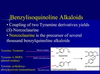 Benzylisoquinoline Alkaloids
• Coupling of two Tyramine derivatives yields
(S)-Norcoclaurine
• Norcoclaurine is the precursor of several
thousand benzylquinoline alkaloids
Tyrosine- Tyramine
Tyrosine- L-DOPA
(phenol oxidase)
DOPA decarboxylase
Phenol oxidase
Tyrosine- p-Hydroxy-
phenylpyruvate (transaminase) Decarboxylase
 