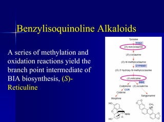 Benzylisoquinoline Alkaloids
A series of methylation and
oxidation reactions yield the
branch point intermediate of
BIA biosynthesis, (S)-
Reticuline
 