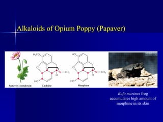 Alkaloids of Opium Poppy (Papaver)
Bufo marinus frog
accumulates high amount of
morphine in its skin
 