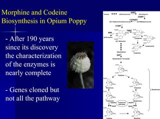Morphine and Codeine
Biosynthesis in Opium Poppy
- After 190 years
since its discovery
the characterization
of the enzymes is
nearly complete
- Genes cloned but
not all the pathway
 