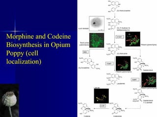 Morphine and Codeine
Biosynthesis in Opium
Poppy (cell
localization)
 