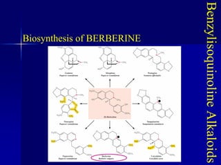 Benzylisoquinoline
Alkaloids
Biosynthesis of BERBERINE
 