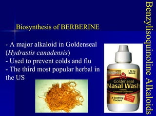 Benzylisoquinoline
Alkaloids
Biosynthesis of BERBERINE
- A major alkaloid in Goldenseal
(Hydrastis canadensis)
- Used to prevent colds and flu
- The third most popular herbal in
the US
 
