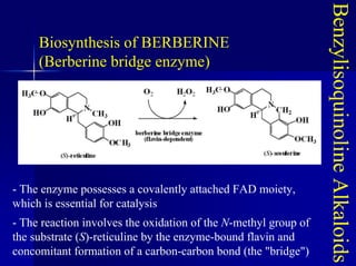 Biosynthesis of BERBERINE
(Berberine bridge enzyme)
Benzylisoquinoline
Alkaloids
- The enzyme possesses a covalently attached FAD moiety,
which is essential for catalysis
- The reaction involves the oxidation of the N-methyl group of
the substrate (S)-reticuline by the enzyme-bound flavin and
concomitant formation of a carbon-carbon bond (the "bridge")
 