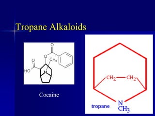Tropane Alkaloids
Cocaine
 