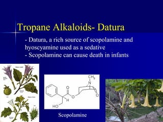 Tropane Alkaloids- Datura
- Datura, a rich source of scopolamine and
hyoscyamine used as a sedative
- Scopolamine can cause death in infants
Scopolamine
 
