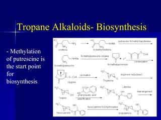 Tropane Alkaloids- Biosynthesis
- Methylation
of putrescine is
the start point
for
biosynthesis
 