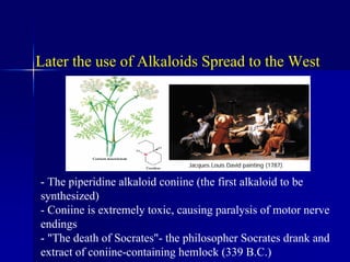 Later the use of Alkaloids Spread to the West
- The piperidine alkaloid coniine (the first alkaloid to be
synthesized)
- Coniine is extremely toxic, causing paralysis of motor nerve
endings
- "The death of Socrates"- the philosopher Socrates drank and
extract of coniine-containing hemlock (339 B.C.)
Jacques Louis David painting (1787)
 