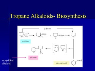 Tropane Alkaloids- Biosynthesis
A pyridine
alkaloid
 