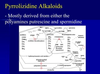 Pyrrolizidine Alkaloids
- Mostly derived from either the
polyamines putrescine and spermidine
 
