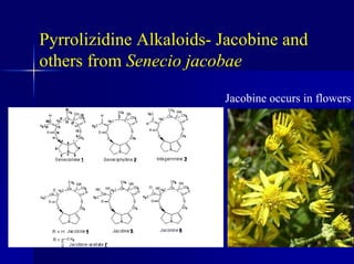Pyrrolizidine Alkaloids- Jacobine and
others from Senecio jacobae
Jacobine occurs in flowers
 