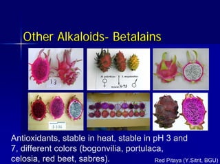 Other Alkaloids
Other Alkaloids-
- Betalains
Betalains
Red Pitaya (Y.Sitrit, BGU)
Antioxidants, stable in heat, stable in pH 3 and
7, different colors (bogonvilia, portulaca,
celosia, red beet, sabres).
 