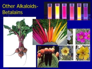 Other Alkaloids
Other Alkaloids-
-
Betalains
Betalains
 
